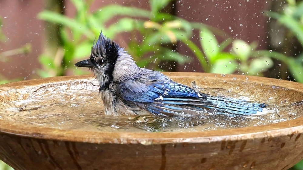 Bluejay enjoying a bath