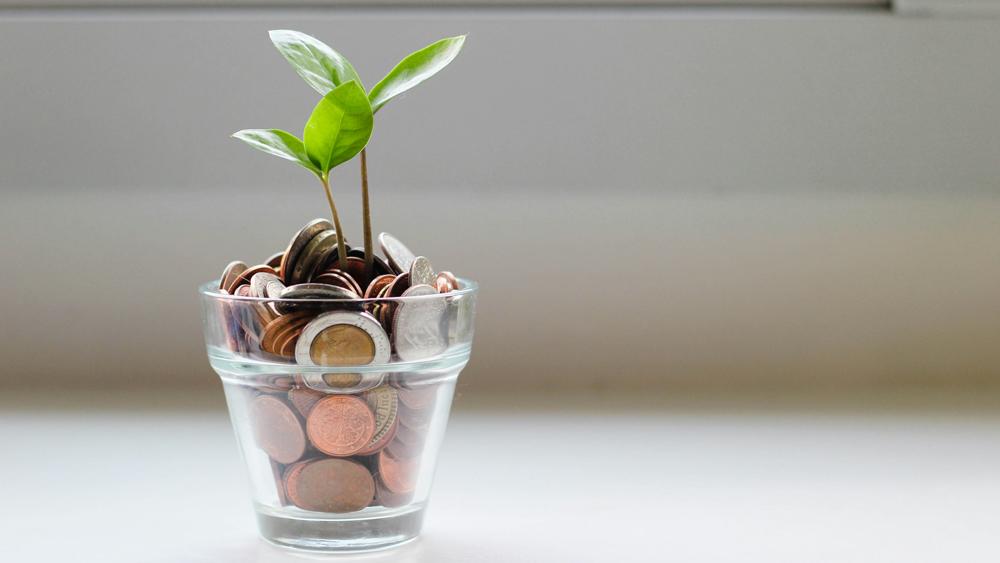 Green plant in a transparent glass cup